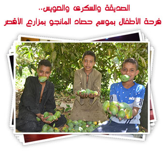 الصديقة والسكرى والعويس.. فرحة الأطفال بموسم حصاد المانجو بمزارع الأقصر