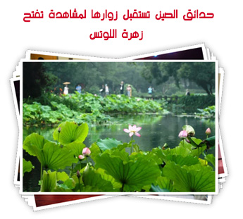 حدائق الصين تستقبل زوارها لمشاهدة تفتح زهرة اللوتس
