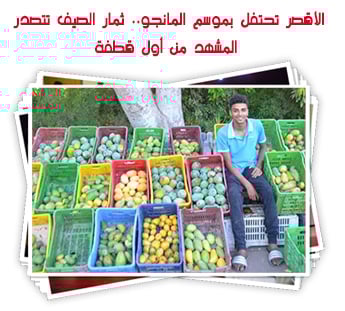 الأقصر تحتفل بموسم المانجو.. ثمار الصيف تتصدر المشهد من أول قطفة