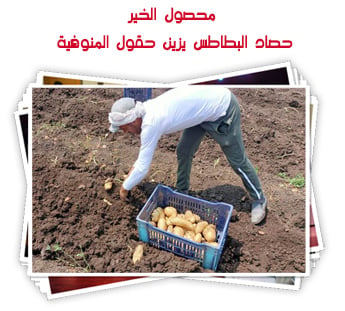 محصول الخير.. حصاد البطاطس من حقول المنوفية 