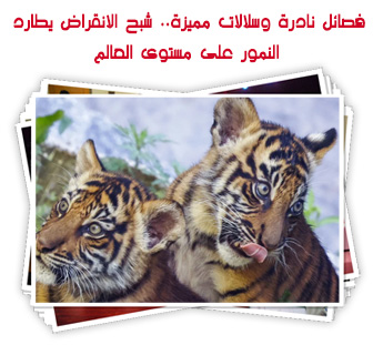 فصائل نادرة وسلالات مميزة.. شبح الانقراض يطارد  النمور على مستوى العالم