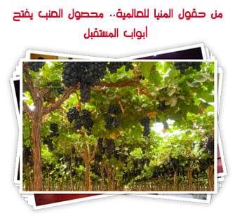 من حقول المنيا للعالمية.. محصول العنب يفتح  أبواب المستقبل