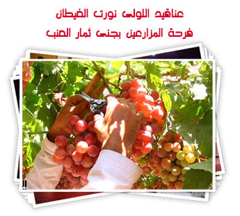 عناقيد الولى نورت الغيطان.. فرحة المزارعين بجنى ثمار العنب