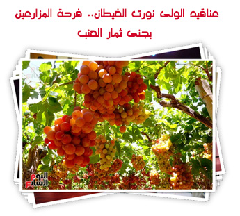 عناقيد الولى نورت الغيطان.. فرحة المزارعين بجنى ثمار العنب