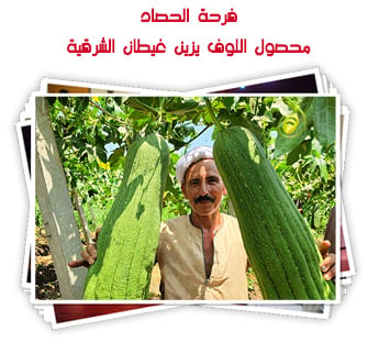 فرحة الحصاد.. محصول اللوف يزين غيطان الشرقية