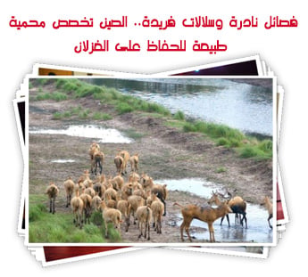 فصائل نادرة وسلالات فريدة.. الصين تخصص محمية طبيعة للحفاظ على الغزلان