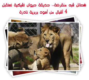 فصائل شبه منقرضة.. حديقة حيوان تشيكية تستقبل  4 أشبال من أسود بربرية نادرة