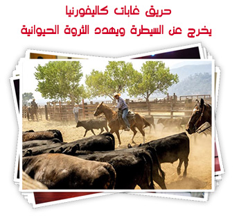حريق غابات كاليفورنيا يخرج عن السيطرة ويهدد الثروة الحيوانية