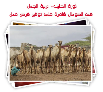 ثورة الحليب.. تربية الجمل فى الصومال قادرة على توفير فرص عمل