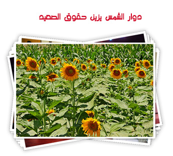 دوار الشمس يزين حقوق الصعيد