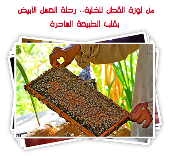 من لوزة القطن للخلية.. رحلة العسل الأبيض من قلب الطبيعة الساحرة