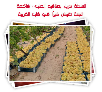 السنطة تتزين بعناقيد العنب.. فاكهة الجنة تفيض خيرًا في قلب الغربية