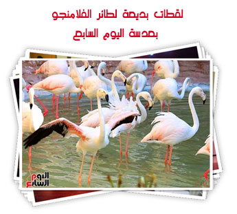 لقطات بديعة لطائر الفلامنجو بعدسة اليوم السابع