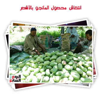 انتعاش محصول المانجو بالأقصر