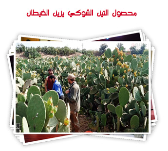 محصول التين الشوكي يزين الغيطان