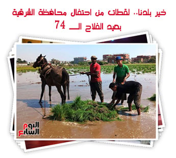 خير بلدنا.. لقطات من احتفال محافظة الشرقية بعيد الفلاح الــ 74