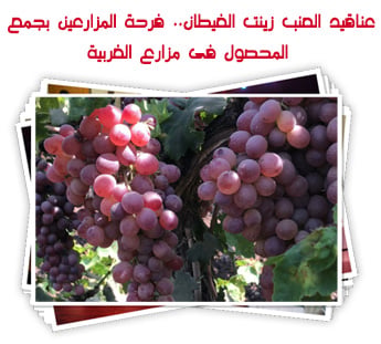 عناقيد العنب زينت الغيطان.. فرحة المزارعين بجمع المحصول فى مزارع الغربية
