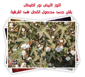 اللوز الأبيض نور الغيطان.. بشاير جنى محصول القطن فى الشرقية