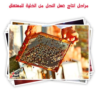 مراحل انتاج عسل النحل من الخلية للمستهلك
