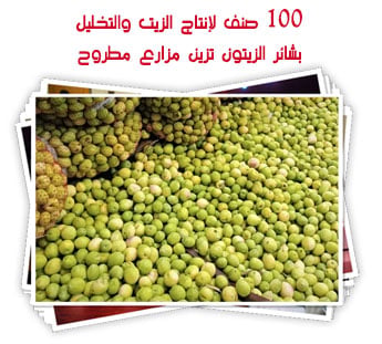 100 صنف لإنتاج الزيت والتخليل.. بشائر الزيتون تزين مزارع مطروح