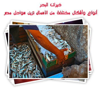 خيرات البحر.. أنواع وأشكال مختلفة من الأسماك تزين سواحل مصر