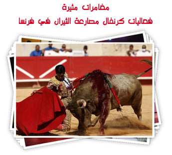 مغامرات مثيرة.. فعاليات كرنفال مصارعة الثيران في فرنسا