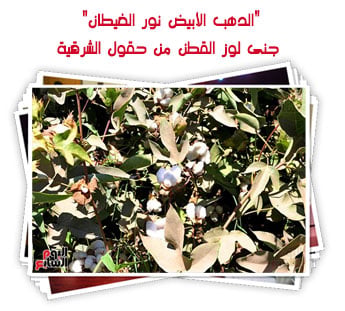 "الدهب الأبيض نور الغيطان".. جنى لوز القطن من حقول الشرقية