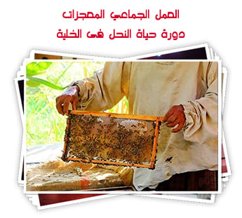 العمل الجماعي المعجزات.. دورة حياة النحل فى الخلية
