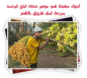  موسم حصاد البلح البرحى