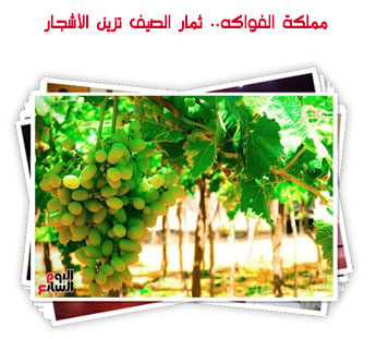 مملكة الفواكه.. ثمار الصيف تزين الأشجار
