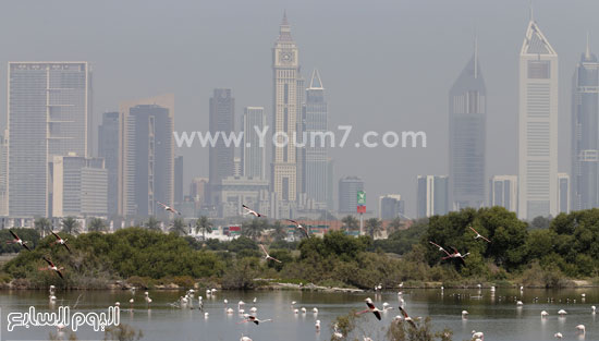 	يتناوب الذكر والأنثى احتضان البيضة لتحتفظ بالدفء المطلوب وتفقس هذه البيضة بعد ما يقرب من 30 يوما.