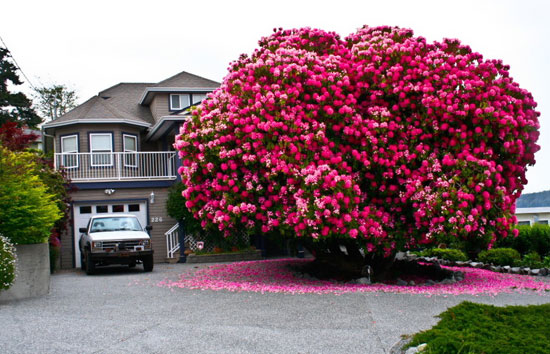 شجرة الريديندرين بكندا: شجرة وكأنها بوكيه "من الأزهار" وهى جاءت بهذا الشكل بعد 125 عاماً