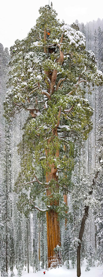 	شجرة الرئيس: ثالث أكبر شجرة فى كاليفورنيا تبلغ طولها 73 مترا وعرض 28 مترا.