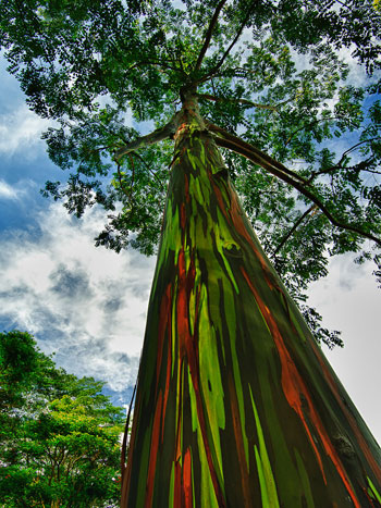 	شجرة قوس قزح هاواى.. فهى لديها جميع الألوان على جذرها وأغصانها. 