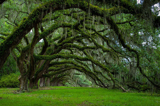 	كارولينا الجنوبية .. هذه الأشجار منذ 1790.