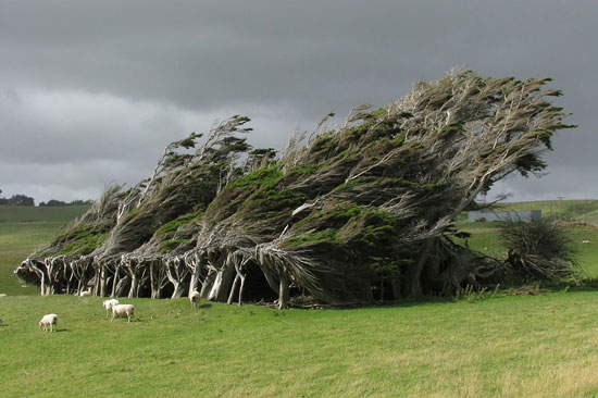  الأشجار المنحدرة: وهى توجد فى نيوزلندا وتتزايد درجة الميل  وانحدارها بسبب الرياح التى تتعرض لها باستمرار.