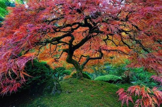 	شجرة القيقب فى حدائق بورتلاند اليابانية