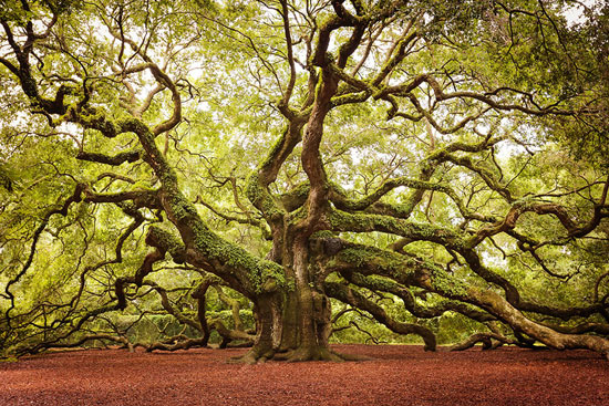 	شجرة الأنجيل.. كارولينا الجنوب.. هذه الشجرة 20 متر وهى تعيش منذ 400 عاما.