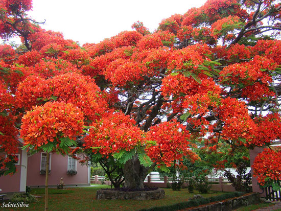 	شجرة فلامبويان.. البرازيل.