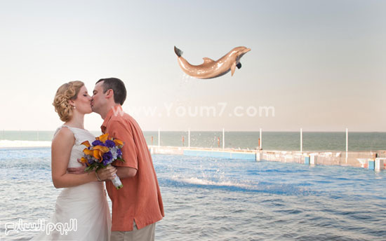 فرحة الدولفين بالزواج وصورة القبلة فى ولاية فلوريدا داخل حديقة مارينلاند دولفين فى سانت أوغسطين.