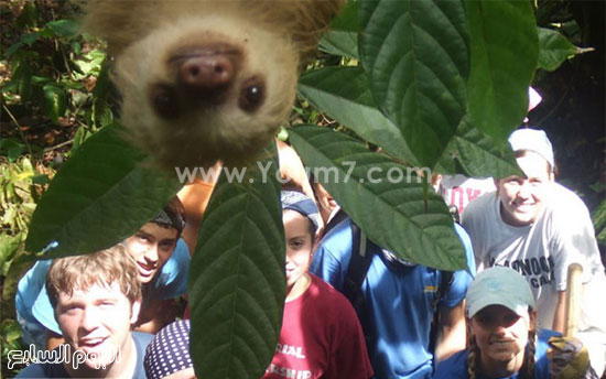 فى عام 2012 اكتشف مجموعة الطلاب المتطوعين فى كوستاريكا خلال رحلتهم فى الحياة البرية بظهور الكسلان فى صورتهم.