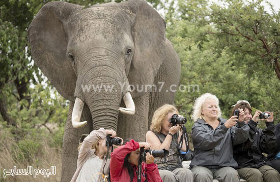	السياح داخل "كركدن" مركز حماية الحياة الفطرية فى زيمبابوى مشغولون بتصوير المكان فيما ظهر فيل ضخم من خلفهم.