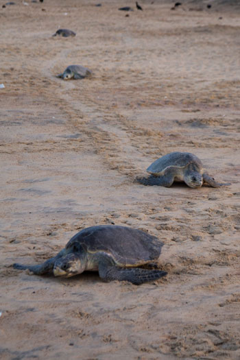 عشرات السلاحف تتجه إلى شاطئ المكسيك لوضع البيض