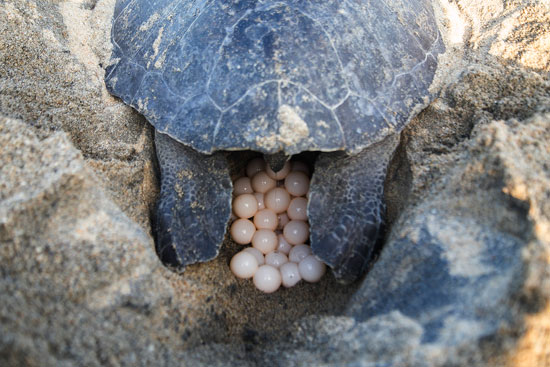  لحظة وضع سلحفاة بيضها على شاطئ بالمكسيك