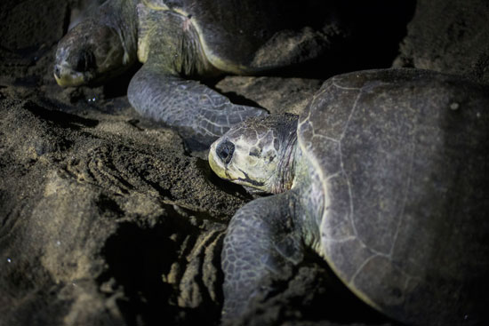 عدد من السلاحف تسترخى على شواطئ المكسيك قبل وضع بيضها 