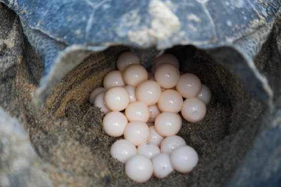  سلحفاة تضع بيضها على شاطئ المكسيك 