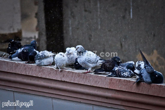 اليوم السابع -1 -2016