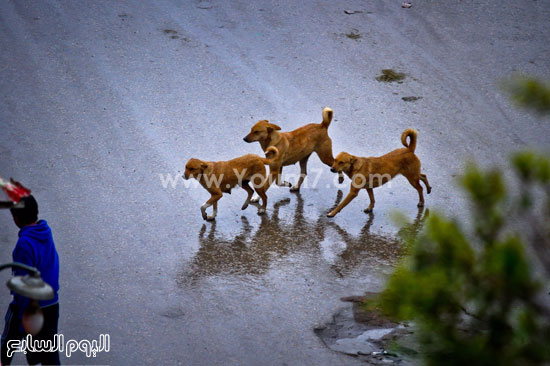 اليوم السابع -1 -2016