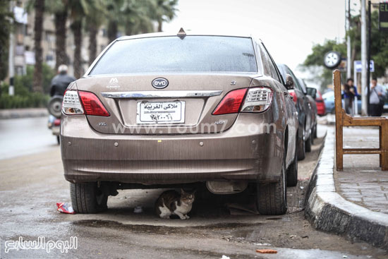 اليوم السابع -1 -2016