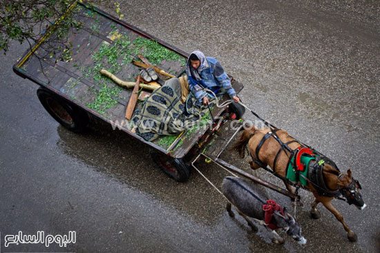 اليوم السابع -1 -2016